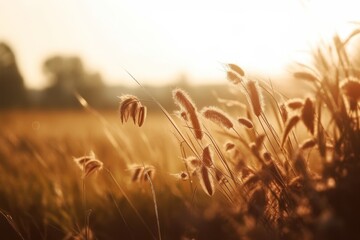 Wild grasses in a field at sunset. Beautiful autumn landscape