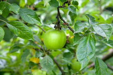 Shiny delicious green apples on a branch ready to be harvested in an apple orchard..