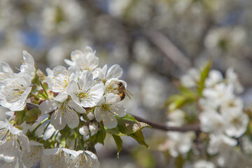 Close up view of working honeybee on white flower of sweet cherry tree. Collecting pollen and nectar to make sweet honey.