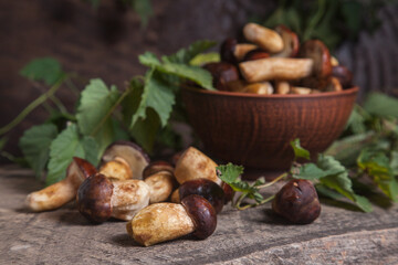 Pile of Imleria Badia or Boletus badius mushrooms commonly known as the bay bolete on vintage wooden background..