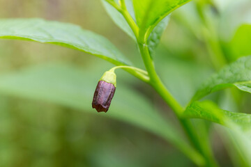 Scopolia carniolica, the European scopolia or henbane bell, is a poisonous plant belonging to the Solanaceae family. Poisonous plant in spring Carpathian forest.