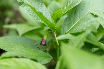 Scopolia carniolica, the European scopolia or henbane bell, is a poisonous plant belonging to the Solanaceae family. Poisonous plant in spring Carpathian forest.