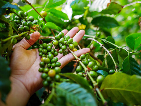 Raw Coffee Beans In Hands,arabica Coffee Berries With Agriculturist Hands, Raw Green Coffee Beans  In Hand Farmer, Fresh Coffee, Raw Green Berry Branch, Agriculture On Coffee Tree