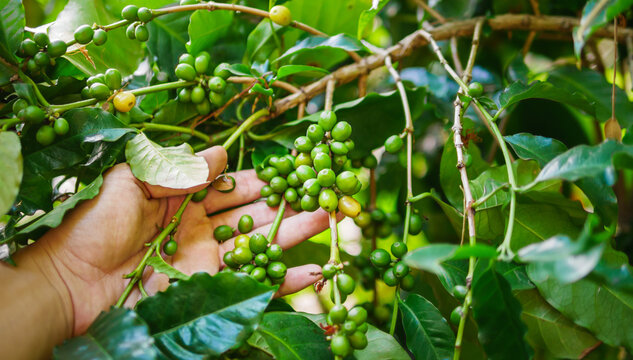 Raw Coffee Beans In Hands,arabica Coffee Berries With Agriculturist Hands, Raw Green Coffee Beans  In Hand Farmer, Fresh Coffee, Raw Green Berry Branch, Agriculture On Coffee Tree