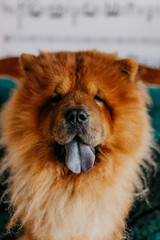 A chow chow dog in a photo studio