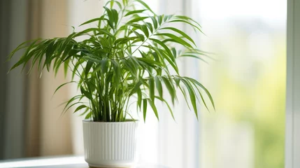 Fototapete White pot with bamboo palm/reed palm on windowsill. © Vusal
