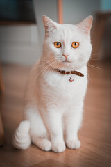 portrait of a sweet cat