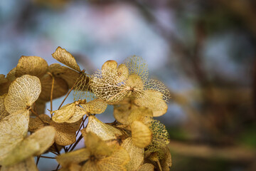 Hortensia flower in winter