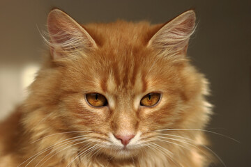 Ginger beautiful fluffy Cat lies close up. Ginger cat portrait at home. Fluffy red cat lying on dark background