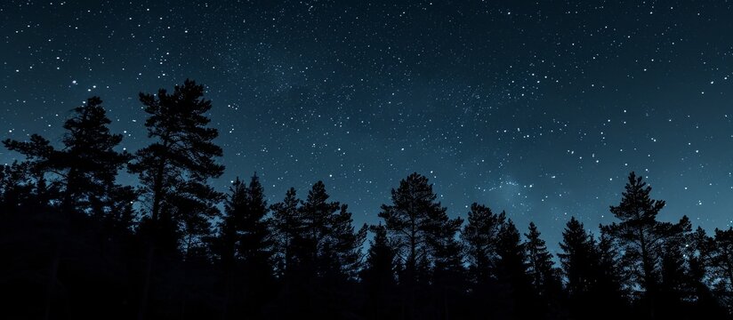 Stars visible in night sky above dark forest