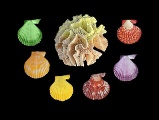 A  coral and seashells isolated on black background