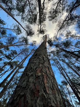 Tree in the forest, view of the sky and tree crowns