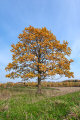 A lonely standing tree in a field in golden orange foliage. Golden Autumn.