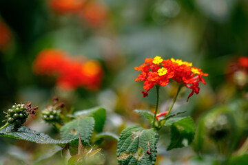 red and yellow flower