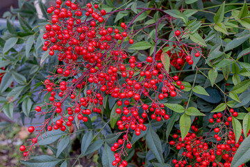 Selective focus of fruits with green leaves in garden, Red ripe berries of Nandina domestica,...