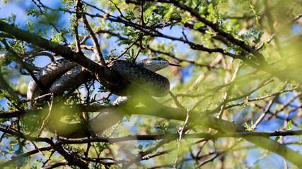 a femele boomslang in a tree