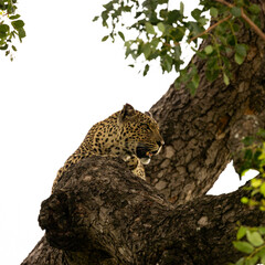 a leopard in a tree