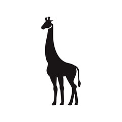 Fototapeta premium Giraffe vector silhouette
