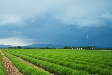 Thunderstorm around Valensole, in the South of France