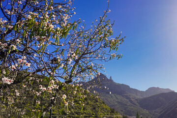 Views of Roque Nublo, Tejeda, Gran Canaria. The frame includes almond trees in bloom.