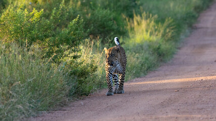 a big male leopard walking down the road with his tail up