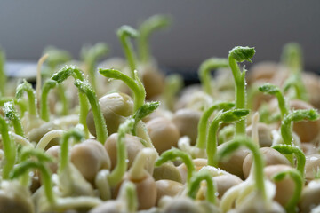 A side close up photo of pea microgreen sprouts grown in a tray. An example of home gardening.