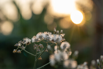 Fluffy white flowers in the sunset