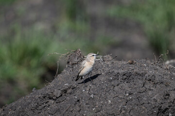 A common wheatear sits naturally on a raised platform on a summer day in Kenya