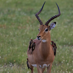 an impala ram being groomed by red billed oxpeckers