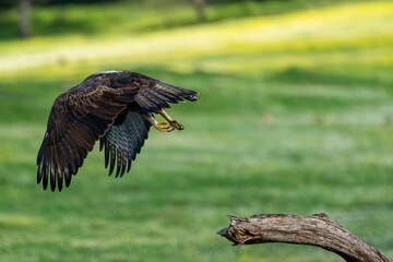 Beautiful close-up portrait of a Bonelli's eagle flying in its first wingspan after leaving the trunk next to it with the green background out of focus in Sierra Morena, Andalusia, Spain. Europe