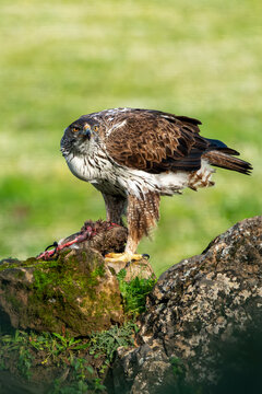 Beautiful vertical close-up portrait of a Bonelli's eagle looking around while holding its gutted prey on a rock and vegetation on the sides in Sierra Morena, Andalusia, Spain. Europe