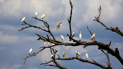 a flock of western cattle egrets in a dead tree
