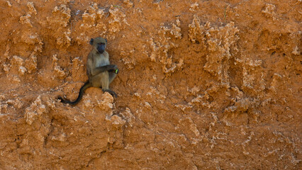 a chacma baboon all alone 
