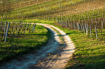 Spring landscape with vineyards in the hills of South Moravia. Rows of vineyards on a spring . Spring scenic landscape of South Moravia in Czech Republic. Nature agriculture background
- 730954532
