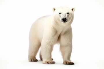 Polar bear clipart - obrazy, fototapety, plakaty