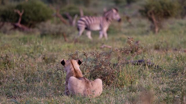 a lioness stalking a zebra