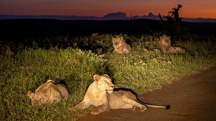 daybreak with a pride of lions