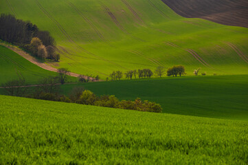 Field waves with blossoming trees in the spring, South Moravia, Czech Republic
- 730956179