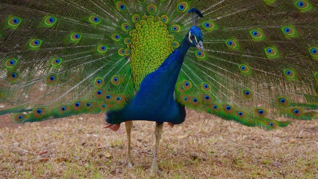 Closeup of the head of an adult blue peacock. Peacock shakes feathers. Colourful peacock shows his feathers to female and shakes it intensively. Close up view of peacock spreading his tail feathers