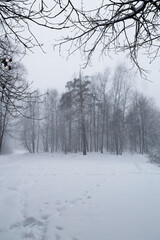 Winter landscape in the park with trees covered with snow and fog.