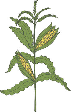 Corn cob engraved vintage hand drawn flat vector illustration. Sweet ear corn plant botanical sketch, grain harvest, oil, healthy food. Design for label, template, card, wrapping, logo, flyer, print