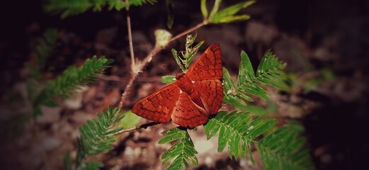 orange butterfly