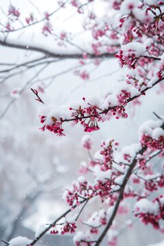 Cherry blossom in winter with snow and ice, shallow depth of field. AI.