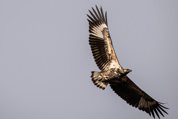 Common golden eagle in natural conditions sits on a tree and hunts on a summer day in Kenya