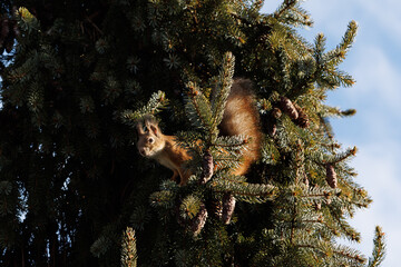 Squirrel on the pine tree with blue sky