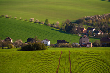 Spring rural landscape with  and village at background. Grape vineyards of South Moravia in Czech Republic.
- 730960572
