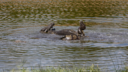 Nile crocodile killing a Nile crocodile