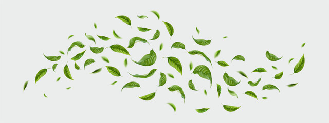 Green tea leaves fall and fly in the air. Vector illustration - obrazy, fototapety, plakaty