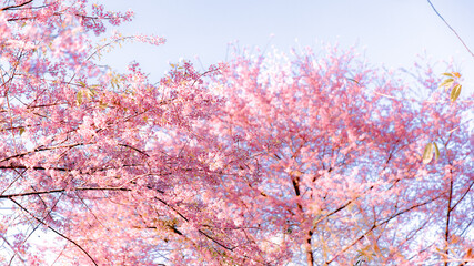 Cherry blossom tree in winter forest under blue sky