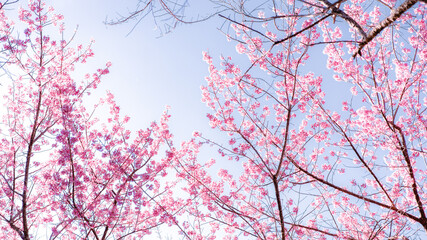Cherry blossom tree in winter forest under blue sky